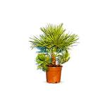 Sunnytree Chamaerops Humilis