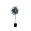 winterharter Zierbaum von Sunny Tree