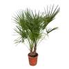Zwergpalme von Sunny Tree
