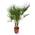 Zwergpalme von Sunny Tree