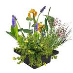 ‎S Vd Velde Waterplanten