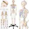 Anatomie Skelett von TecTake