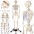 Tectake Anatomie Skelett