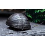 Teich Schnecken und Muscheln Stahlhelmschnecke