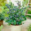 Topf-Heidelbeere Blaubeeren von Gruner Garten