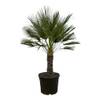 Chamaerops Humilis einstämmig von Trendyplants