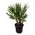 Trendyplants Chamaerops Humilis Strauch