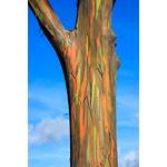 Tropical-seeds Regenbogenbaum