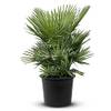 Chamaerops Humilis von Tropictrees