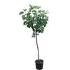Feigenbaum von Tropictrees