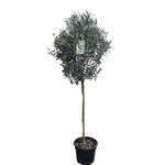 Tropictrees Hochstämmiger Olivenbaum Kugelbaum