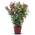 nerro100cm von Tropictrees