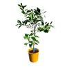 Orangenbaum Sinensis von Tropictrees