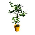 Tropictrees Orangenbaum Sinensis