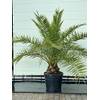 Phoenix Canariensis von Tropictrees