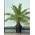 Phoenix Canariensis von Tropictrees