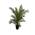 Kanarische Dattelpalme von Tropictrees