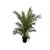 Tropictrees Kanarische Dattelpalme