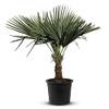 Trachycarpus Fortunei von Tropictrees