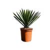 Winterharte Palme 'Filifera' von Tropictrees