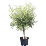 Tropictrees Winterharter Olivenbaum (160 - 170 cm)