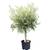 Tropictrees Winterharter Olivenbaum (160 - 170 cm)