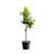 Tropictrees Zitronenbaum CITL