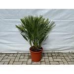 Tropictrees Zwergpalme