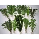 Tubis-de aqua Aquarium-Pflanzen