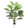 Areca Palme von Tuocal
