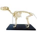 Uigjiog Hundeskelett 1