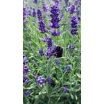 Gärtnerei Müller Lavendel Angustifolia