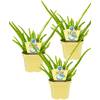 Bio Aloe vera Sweet von Unsere Gärtnerei Müller
