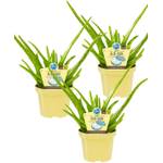 Unsere Gärtnerei Müller Bio Aloe vera Sweet