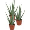 Echte Aloe vera von Unsere Gärtnerei Müller