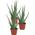 Echte Aloe vera von Unsere Gärtnerei Müller