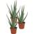 Unsere Gärtnerei Müller Echte Aloe vera