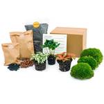 Urbanjngl Flaschengarten Paket Coffea Arabica