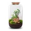 Flaschengarten - Sven Bonsai mit Lampe von urbanjngl