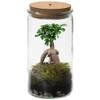Bonsaiworld Bonsai Ginseng von VDVELDE