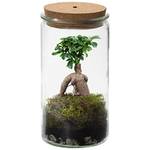 Vdvelde Bonsaiworld Bonsai Ginseng