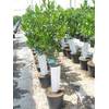 Jaravia Citrus eureka von Viveros Jaravia