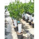 Viveros Jaravia Citrus eureka