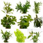 Wasserpflanzen Wolff Algenkiller-Set