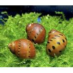 Waterplant Orange Track Rennschnecken