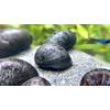 Anthrazit-Napfschnecke von WaterPlants