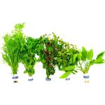 Waterplants Aquarium-Pflanzen