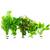 Waterplants Aquarium-Pflanzen