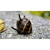Geweihschnecke von WaterPlants
