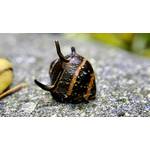 Waterplants Geweihschnecke